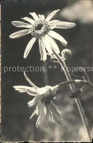 Blumen Arnica Arnika Kat. Pflanzen