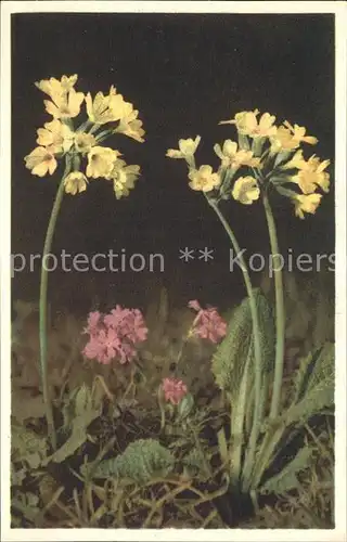 Blumen Primula Schluesselblume Primroe Kat. Pflanzen