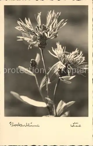 Blumen Flockenblume Kat. Pflanzen