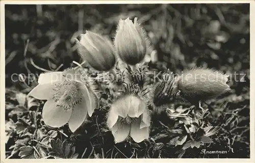 Blumen Anemonen Kat. Pflanzen