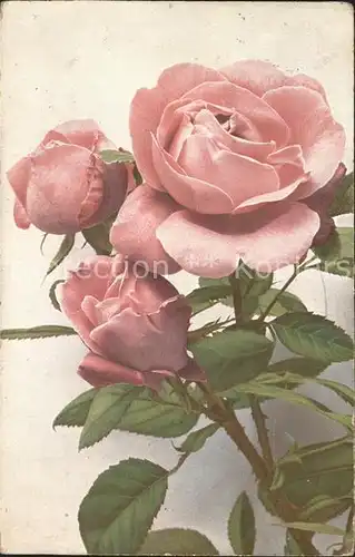 Rosen Kuenstlerkarte Ferdinand Meyer  Kat. Pflanzen