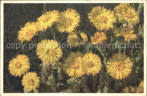 Blumen Gelber Huflattich Tussilago Farfara Kat. Pflanzen