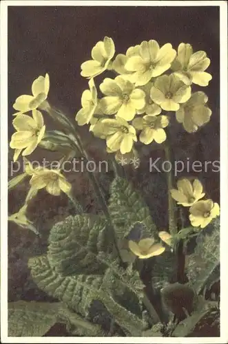 Blumen Wald Schluesselblume Primula elatior oxlip Kat. Pflanzen