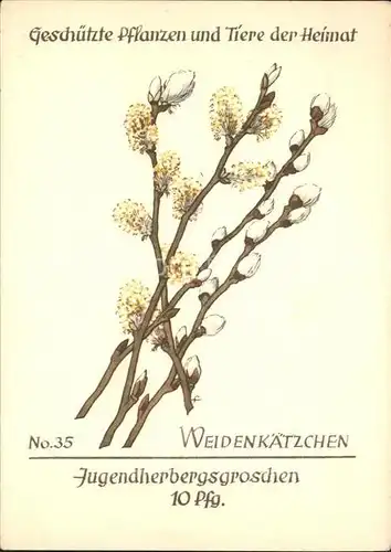 Blumen Weidenkaetzchen Jugendherbergswerk Nr. 35  Kat. Pflanzen