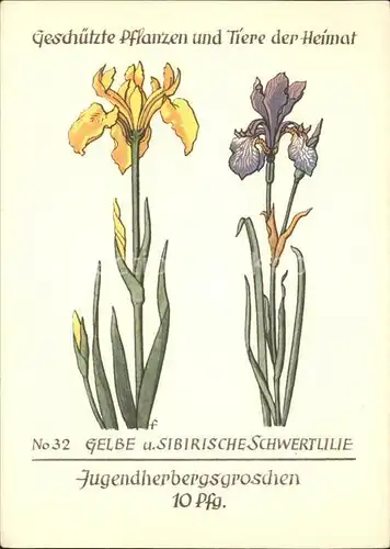 Blumen Gelbe und Sibirische Schwertlilie Jugendherbergswerk Nr. 32 Kat. Pflanzen