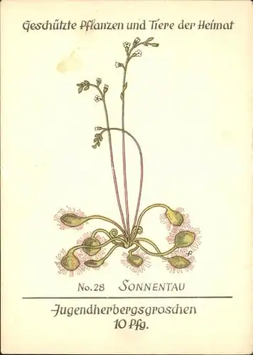 Blumen Sonnentau Jugendherbergswerk Nr. 28  Kat. Pflanzen