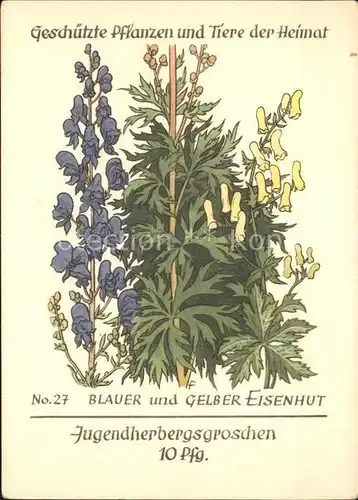 Blumen Blauer und gelber Eisenhut Jugendherbergswerk Nr. 27 Kat. Pflanzen