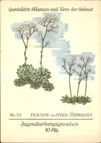 Blumen Trauben  und Sternsteinbrech Jugendherbergswerk Nr. 23 Kat. Pflanzen