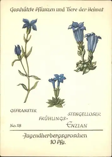 Blumen Gefranster stengelloser Fruehlingsenzian Jugendherbergswerk Nr. 18 Kat. Pflanzen