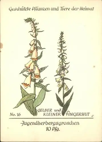Blumen Gelber und kleiner Fingerhut Jugendherbergswerk Nr. 16 Kat. Pflanzen