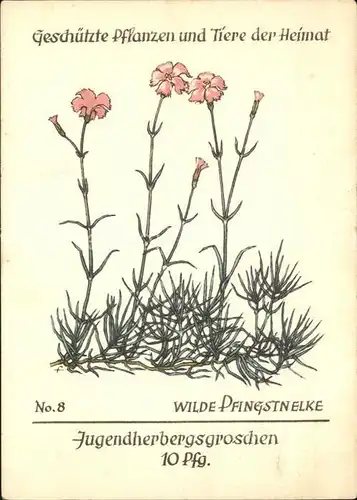 Blumen Wilde Pfingstnelke Jugendherbergswerk Nr. 8 Kat. Pflanzen