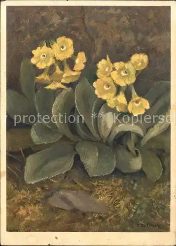 Blumen Ohr Schluesselblume Kuenstlerkarte C. Zeltner Nr. 42 Kat. Pflanzen
