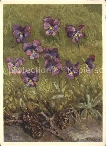 Blumen Veilchen Kuenstlerkarte C. Zeltner Nr. 91 Violaceae Kat. Pflanzen