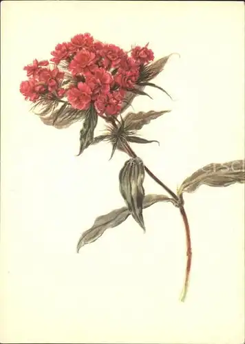 Blumen Rote Bartnelke Kuenstlerkarte Emanuel Steiner  Kat. Pflanzen