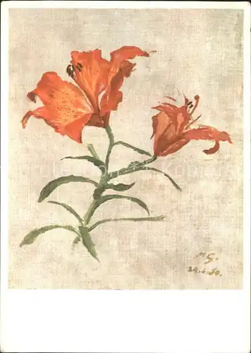 Blumen Feuerlilie Kuenstlerkarte Max Rud. Geiser  Kat. Pflanzen