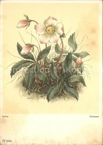 Blumen Christrose Kuenstlerkarte Belting Nr. 10068 Kat. Pflanzen