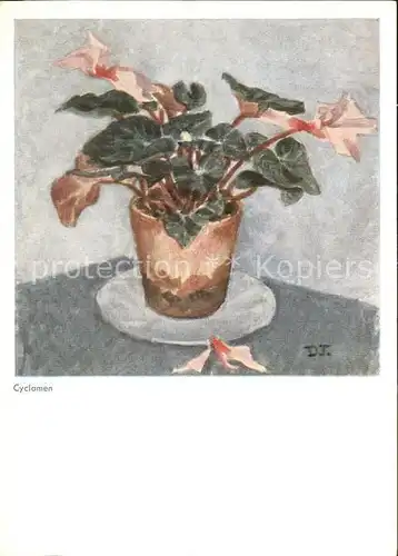 Blumen Cyclamen Kuenstlerkarte D. Jackson Nr. CH 1503 Kat. Pflanzen