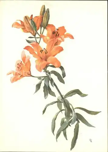 Blumen Feuerlilien Kuenstlerkarte H. Kunkeler  Kat. Pflanzen