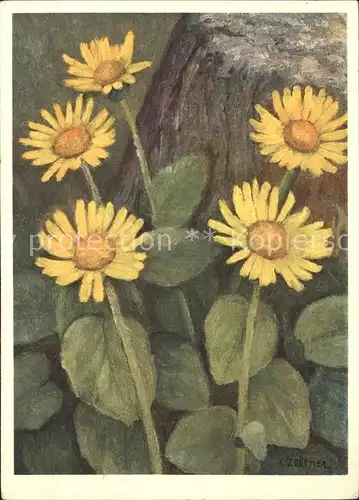 Kuenstlerkarte Grossbluetige Gemswurz Kuenstlerkarte C. Zeltner Nr. 300 Kat. Kuenstlerkarte