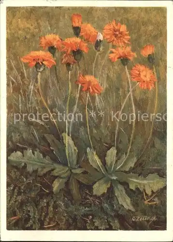 Blumen Feuerroter Pippau Kuenstlerkarte C. Zeltner Nr. 199 Kat. Pflanzen