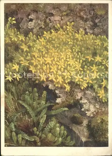 Blumen Scharfer Mauerpfeffer Kuenstlerkarte C. Zeltner Nr. 10 Kat. Pflanzen