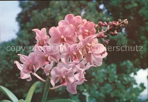 Blumen Orchidee Aeridovanda Tsuruko Iwasaki  Kat. Pflanzen