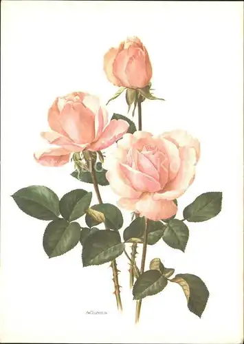 Rosen Kuenstlerkarte A.M. Trechslin Kat. Pflanzen