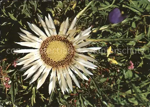 Blumen Silberdistel Carlina acaulis Kat. Pflanzen