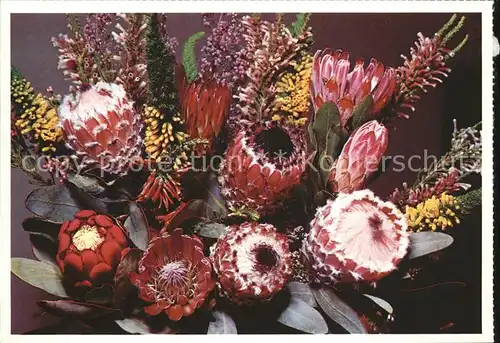 Blumen Protea and Heath  Kat. Pflanzen