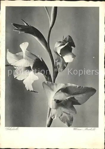 Blumen Gladiole Wintzer Berthold  Kat. Pflanzen