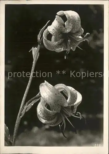 Blumen F.E. de Wilde Davos Dorf  Kat. Pflanzen