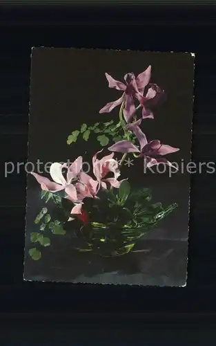 Blumen  Kat. Pflanzen