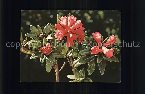 Blumen Alpenrose Rhododendron Kat. Pflanzen