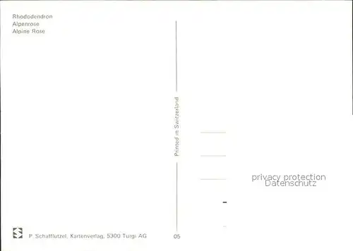 Blumen Alpenrose Rhododendron Kat. Pflanzen
