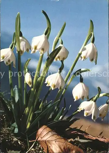 Blumen Maerzengloeckchen niveole du printemps Kat. Pflanzen