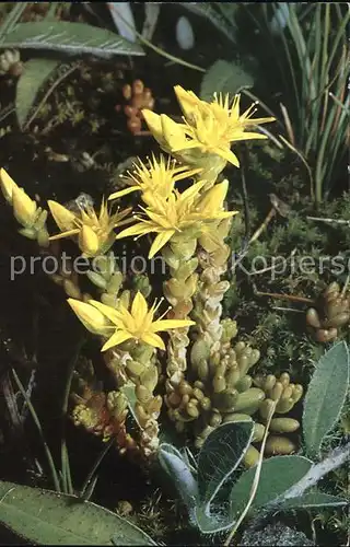 Blumen Scharfer Mauerpfeffer Kat. Pflanzen