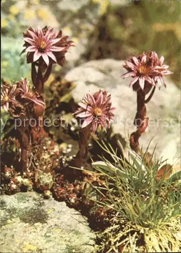 Blumen Hauswurz Joubarbe semprevivo Kat. Pflanzen