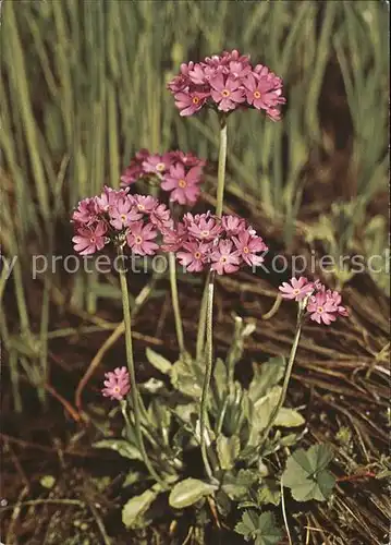 Blumen Mehl Primel Primula farinosa  Kat. Pflanzen