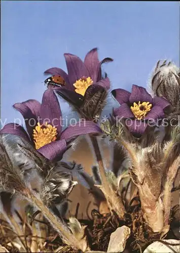 Marienkaefer Blumen gemeine Kuechenschelle Anemone Kat. Tiere