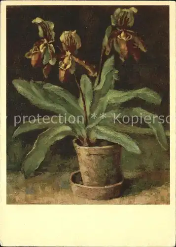 Kuenstlerkarte E. Fenner Orchideen  Kat. Kuenstlerkarte