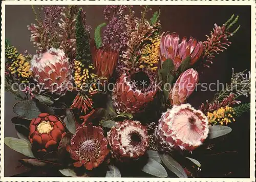Blumen Bouquet of Protea and Heath  Kat. Pflanzen
