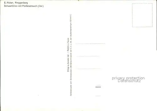 Kuenstlerkarte E. Huber Schwertlilien mit Pfeifenstrauch Kat. Kuenstlerkarte