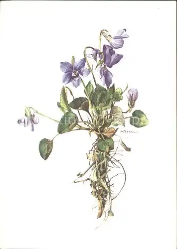 Kuenstlerkarte A.M. Trechslin Sumpf Veilchen violette des marais Kat. Kuenstlerkarte