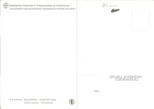 Kuenstlerkarte A.M. Trechslin Sumpf Veilchen violette des marais Kat. Kuenstlerkarte