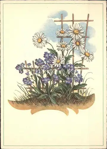 Blumen Margeriten Cellaro Verlag Nr. 6431 Kat. Pflanzen
