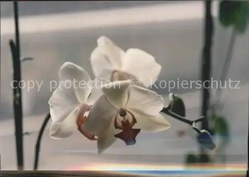 Blumen Orchidee  Kat. Pflanzen
