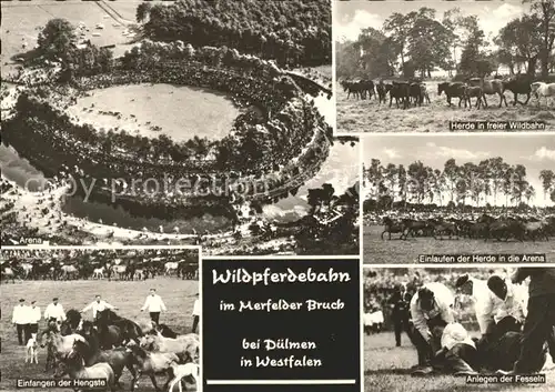 Duelmen Wildpferdebahn Merfelder Bruch Herde Arena Kat. Duelmen
