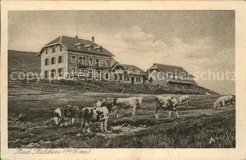 Belchen Baden Belchenhaus Viehherde Kat. Neuenweg