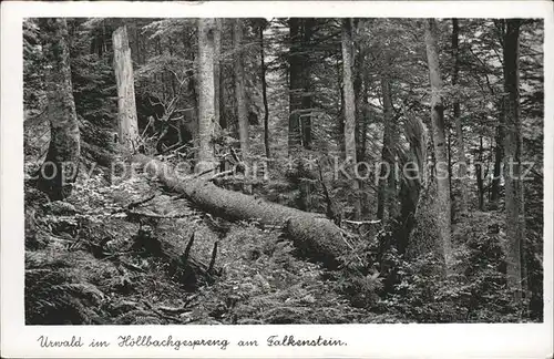 Falkenstein Rinchnach Urwald im Hoellbachgespreng Kat. Rinchnach