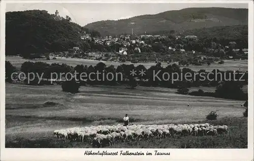 Falkenstein Taunus Hoehenluftkurort Schafherde  Kat. Koenigstein im Taunus